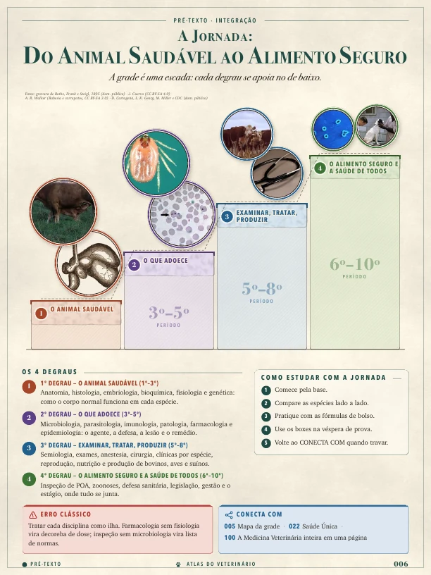 A jornada do curso no Atlas do Veterinário