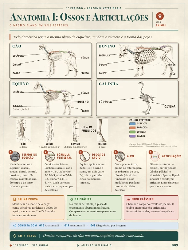 Página real do Atlas do Veterinário: Ossos e articulações